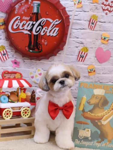 20230916あずきちゃん